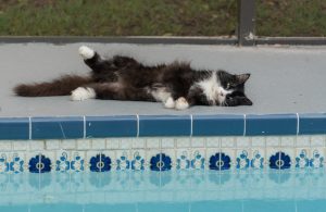 Katze Pool Relaxed