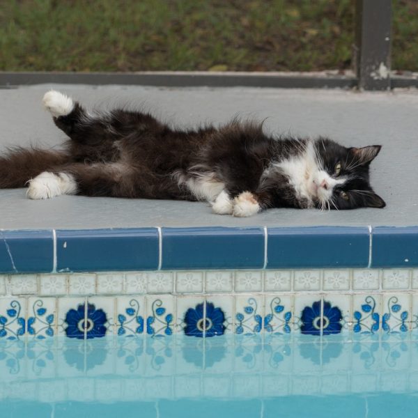 Katze Pool Relaxed