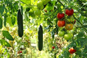 Tomatenpflanzen gewächshaus - Die besten Tomatenpflanzen gewächshaus ausführlich verglichen