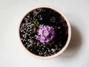 Kleine Blume Topf Erde