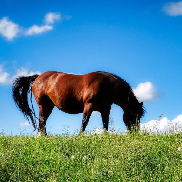 Pferd Weide