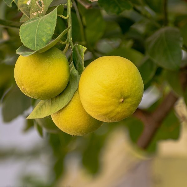 Zitrone Pflanzen Anbauen Überwintern
