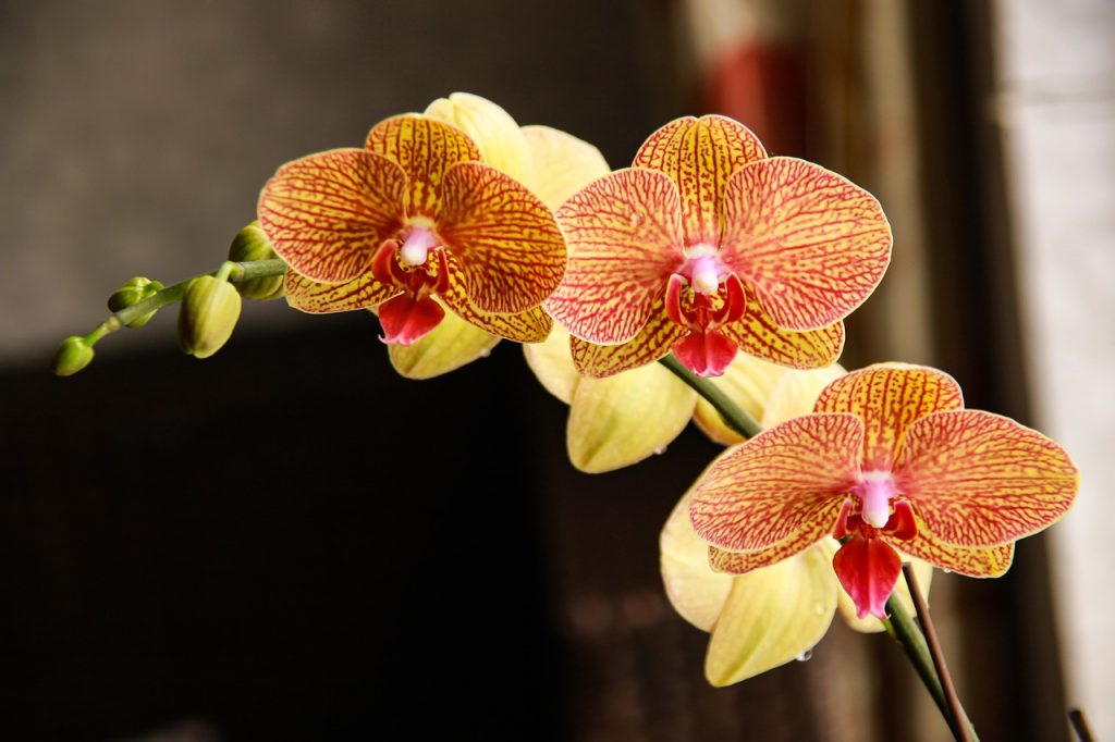 Orchidee Pflanze