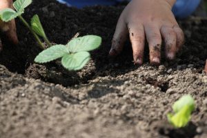 Boden Erde Anpflanzen Vorbereiten