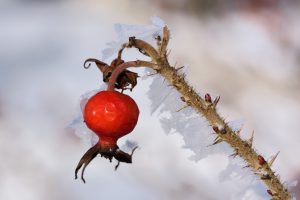 Hagebutte Frost Pflanze Winter