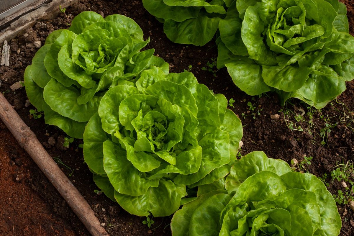 Salat selbst anbauen Beet