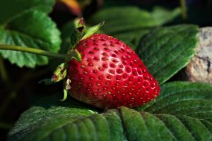 Erdbeere Anbauen Anpflanzen