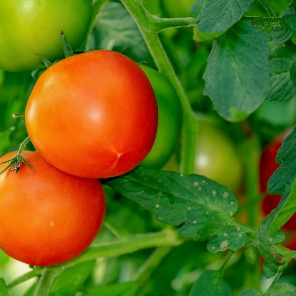Tomaten Anpflanzen Anbauen
