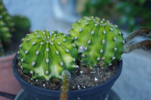 Pflanze Kaktus Gewächshaus