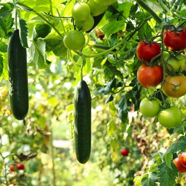 Gurken und Tomaten Pflanze