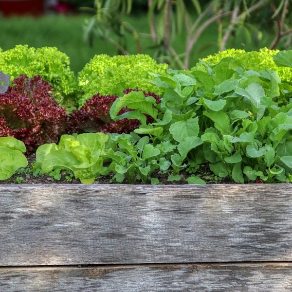 Garten Hochbeet Salat