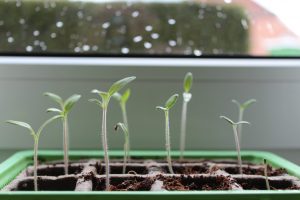 Pflanzen Anbauen Anpflanzen