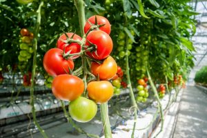 Gewächshaus Greenhouse Tomaten