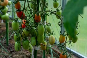 Tomaten Pflanze Treibhaus