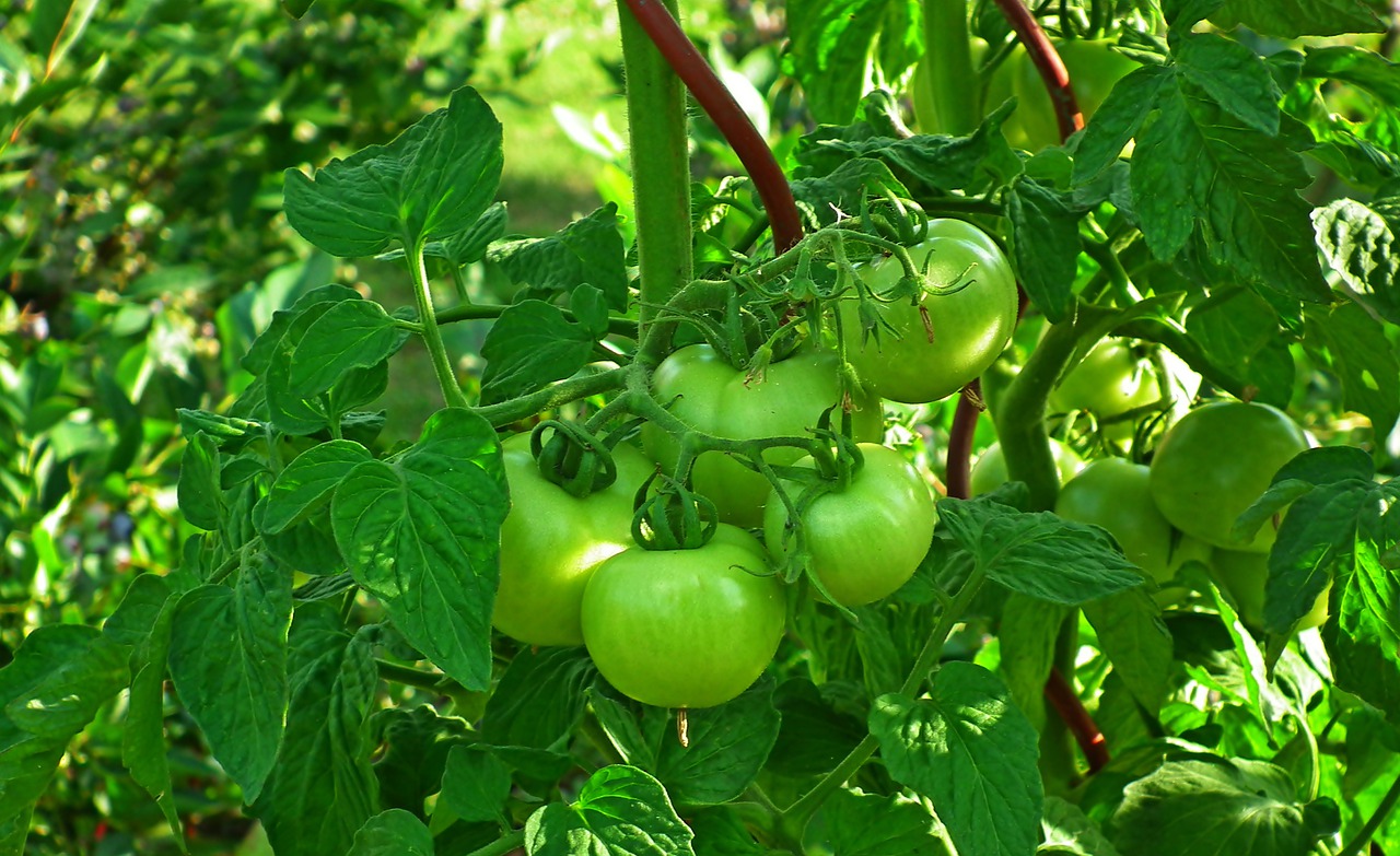 Tomatenpflanze Tomaten Gewächshaus