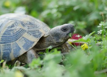 Schildkröten im Gewächshaus halten & überwintern (Tipps)
